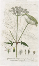 Gout-weed