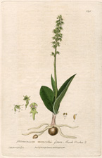 Green Musk Orchis