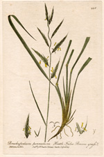 Heath False Brome-Grass