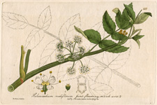Joint-flowering Marsh-wort