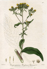 Ploughman's Spikenard