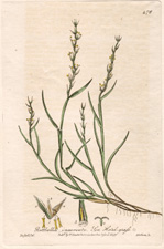Sea Hard-Grass