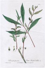 Bitter Purple Willow