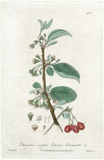 Common Cotoneaster