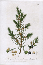 Common Juniper