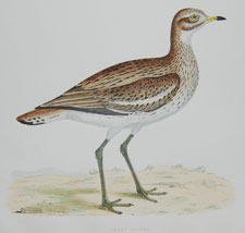 Great Plover