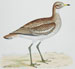 Beverley Morris birds 1855