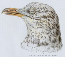 AMERICAN HERRING GULL