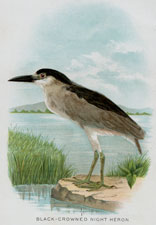 BLACK-CROWNED NIGHT HERON