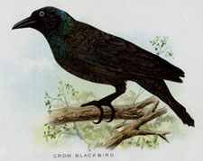 CROW BLACKBIRD