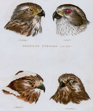 AMERICAN GOSHAWK, RED SHOULDERED HAWK