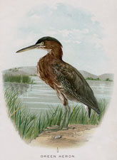 GREEN HERON