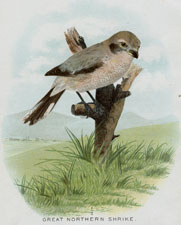 Great Northern Shrike