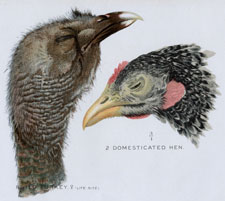 WILD TURKEY, DOMESTICATED HEN