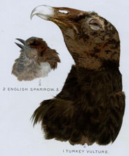 ENGLISH SPARROW, TURKEY VULTURE