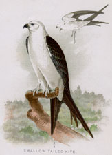 SWALLOW TAILED KITE