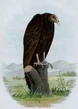 TURKEY VULTURE