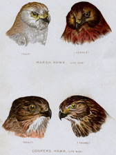 MARSH HAWK, COOPERS HAWK