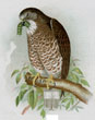 Antique bird chromolithographs from circa 1890