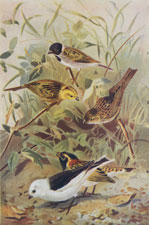 BUNTINGS