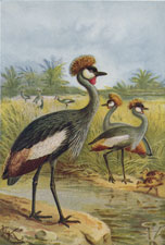 EAST AFRICAN BALEARIC CRANE