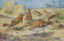 DESERT FINCHES AND DESERT LARKS