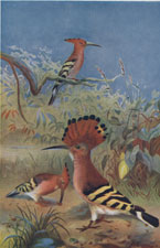 HOOPOES