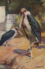 INDIAN ADJUTANT STORKS