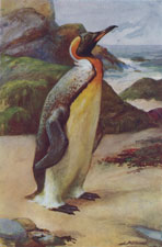 KING PENGUIN