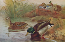 WILD DUCKS, OR MALLARDS