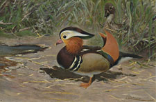 MANDARIN DUCKS