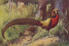 GOLDEN PHEASANTS