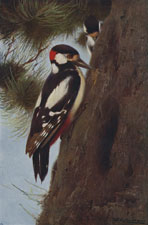 GREATER SPOTTED WOODPECKER