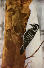 Nuttall's Woodpecker