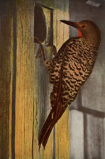 Red-shafted Flicker