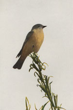 Say's Phoebe