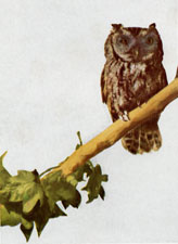 Screech Owl