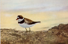 Semipalmated Plover