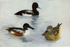 Shoveller and Lesser Scaup