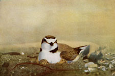 Snowy Plover