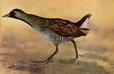 Sora Rail