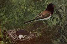 Thurber's Junco