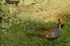 Valley Quail