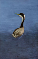 Western Grebe