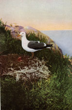 Western Gull