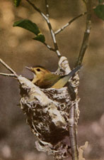 Western Warbling Vireo