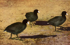 American Coot