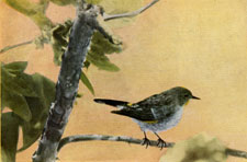 Audubon's Warbler