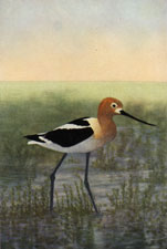 Avocet