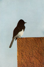 Black Phoebe